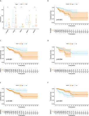 SHMT2 regulates serine metabolism to promote the progression and immunosuppression of papillary renal cell carcinoma